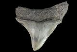 Juvenile Megalodon Tooth - Georgia #75319-1